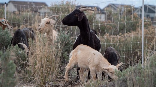 Goats deployed as fire prevention tool in Eagle Mountain amid rising wildfires
