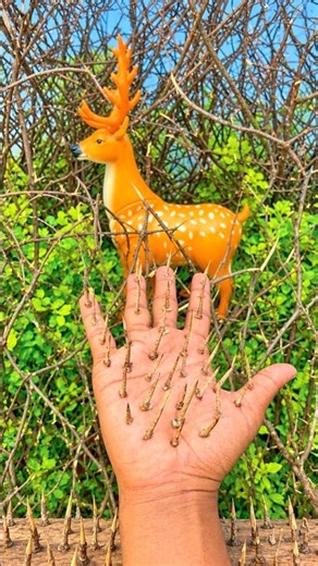 The Boy Shows Survival Skills: He Made A Hand gloves to Retire A Cute Deer from the thorns🌵