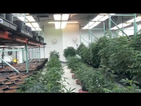 Connecticut Democrats propose changes to cannabis regulations