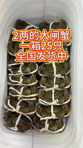 2两的六月黄大闸蟹，一箱25只，全国发货中，今天寄明天到，要货的和我订，嘎嘎肥，搞起来哦#螃蟹 #大闸蟹 #六月黄