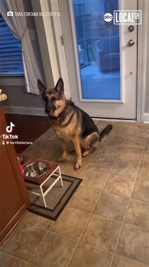 Picky dog demands special meal service before eating
