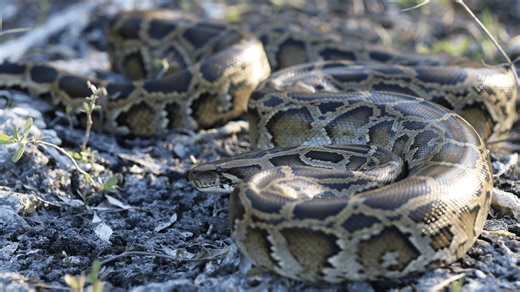 People Fight Back Against the Invasive Burmese Python | WHYY