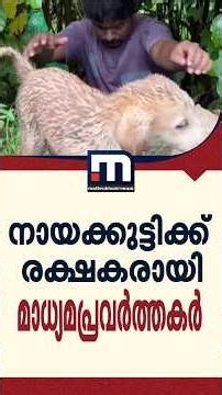 കേറടാ.. കേറിവാടാ; താഴ്ചയിലേക്ക് വീണുപോയ നായക്കുട്ടിക്ക് രക്ഷകരായി മാധ്യമപ്രവർത്തകർ