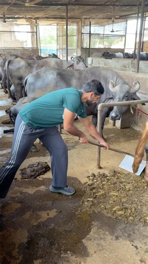 Profit In Dairy Farm.