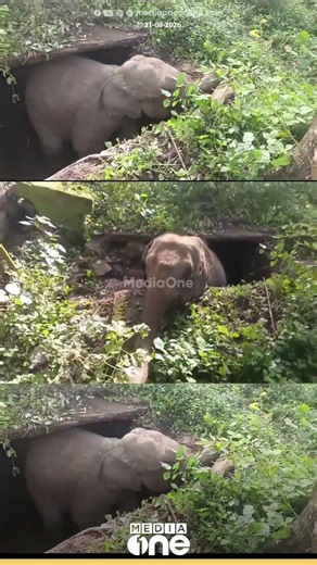 അടി തെറ്റിയാൽ ആനയും വീഴും; സെപ്റ്റിക് ടാങ്കിൽ വീണ കാട്ടാനയുടെ ദൃശ്യങ്ങൾ...