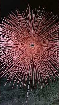 Deep-Sea Fireworks Coral | Nautilus Live