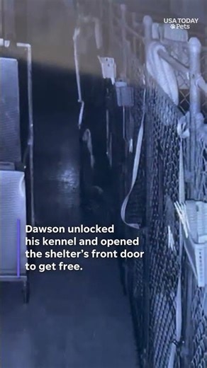 See clever dog's epic escape from West Virginia animal shelter