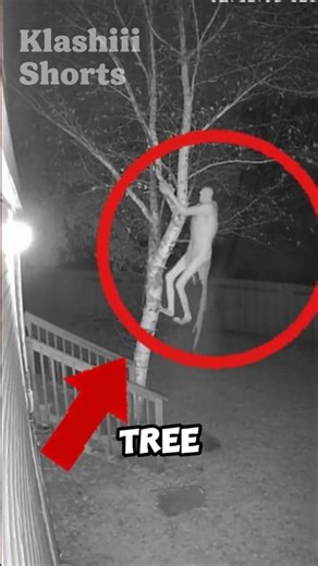 Creature Climbs Tree… Then Jumps and Regrets It 😨 #scary #creepy #caughtoncamera