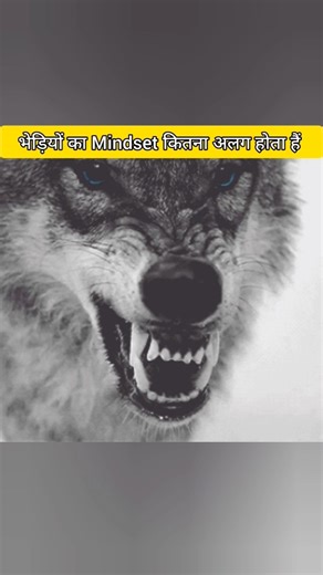 What is The Mindset of Wolves #facts #amazingfacts #animals #interestingfacts #new #shorts #wolves