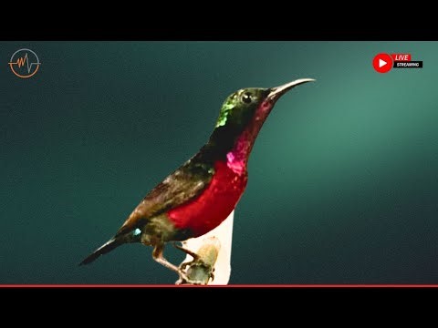 Beautiful Bird Sounds | Hummingbird | Breathtaking Nature | Stress Relief & Healing Ambiance