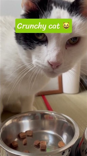 Love his crunchy asmr 😽