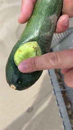 You Won’t Believe These Beach Cleanup Finds!