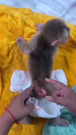 Monkey bibi latest video #cutemonkey #babymonkey #animal #monkeysoftiktok #foryou