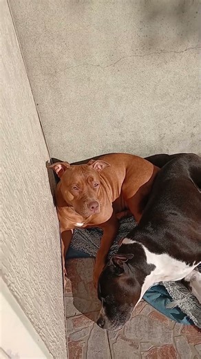 american Staffordshire Terrier #dog #puppy #doglife #doglove #americanstaffordshireterrier