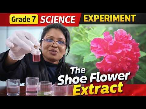 Grade 7 Science Experiment | Shoe Flower Extract Indicator 🌺 | Acids, Bases & Neutral Substances
