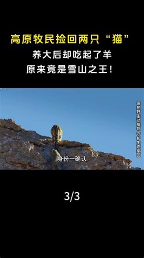 高原牧民捡回两只“猫”，养大后却吃起了羊，原来竟是雪山之王！ #雪豹 #雪山之王 #动物 #自然
