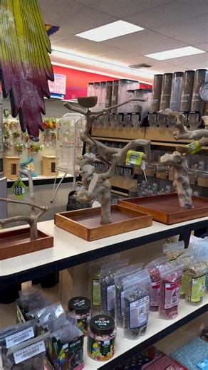 🌿🦜 Natural design meets skilled craftsmanship 🦜🌿 Our beautiful tabletop Java wood tree-stands are crafted from natural hardwood, designed to give your birds a sturdy, safe, and stylish place to perch. Each piece is unique, showcasing the natural grain and shape of the wood — perfect for adding a touch of nature to your home while providing comfort for your feathered friends. ✔️ Strong and durable natural wood ✔️ Unique handcrafted design ✔️ Stable tabletop size ✔️ Ideal for parrots and small