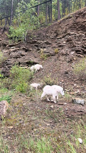 Admiring Mountain Goats in South Dakota | A Beautiful Sight