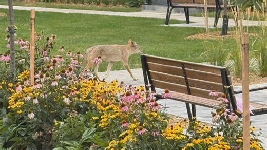 2-year-old injured in Whitby coyote attack