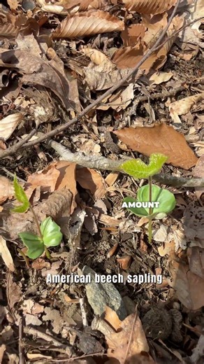 Spring ephemerals in bloom, native plants