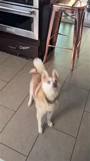 Difference between my male and female dogs when it comes to catching treats