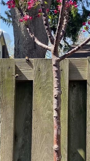 carpenter bees by the coralburst crabapple #carpenterbees #pollinators #bees #pollinatorgarden