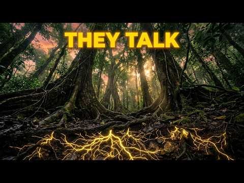 What Amazonian Trees Secretly Whisper Underground