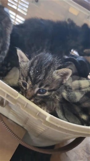 4 Rescue Kittens Piled Up on Day 1! 🥺 [July 2025]