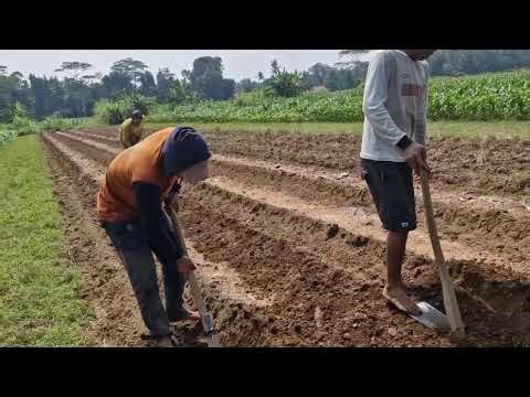 SMART WAY TO SHAPE PLANTING BEDS MANUALLY WITHOUT FATIGUE! - Agriculture farming