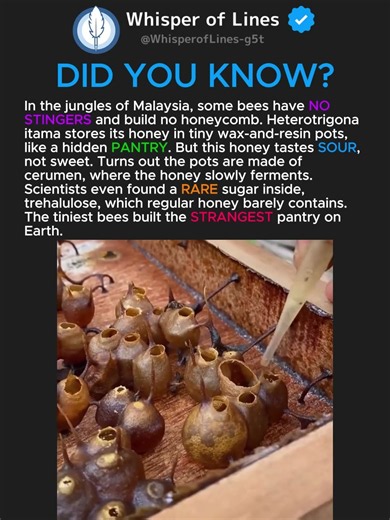 These Bees Have NO Stingers… and Make SOUR Honey