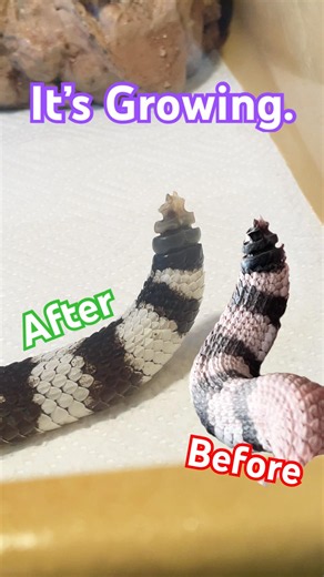 My rattlesnake is growing his rattle back! #venomouscreatures #snake #rattlesnake