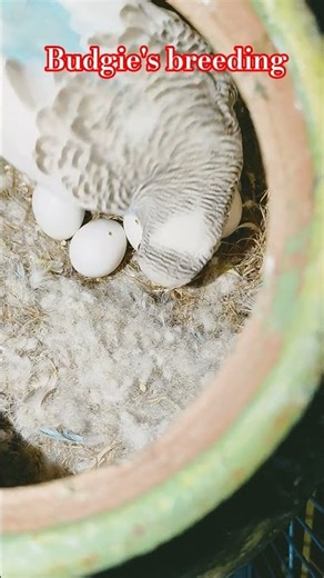 budgies breeding