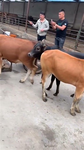 Improved Yellow Beef Calves | Rural Cattle Farming Life#BeefCattle #YellowCattle