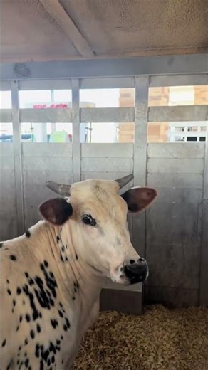 The toughest bulls on dirt are loaded up and making their way to Vegas 🤠