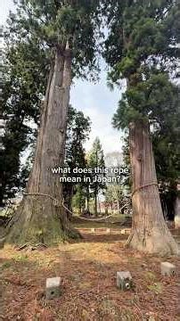 Japan’s 1000 Year Old Sacred Tree — What The Rope At Shrines Actually Means