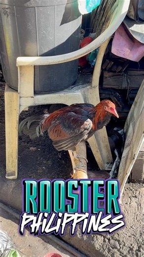 Rooster Philippines
