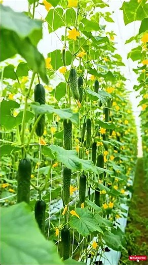 Optimizing spectral output for maximum photosynthetic