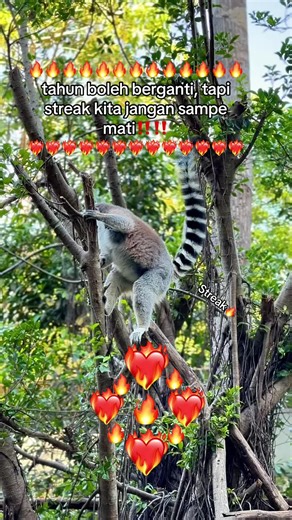 Menjaga Streak Seru di VinPearl Safari Phu Quoc