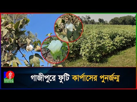 ইতিহাস থেকে গবেষণাগারে: ফুটি কার্পাসে ফিরছে মসলিনের স্বপ্ন | muslin saree | Cotton