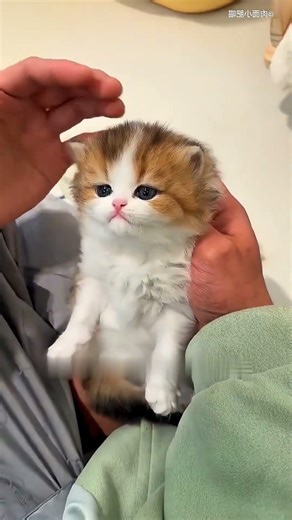 Kitten’s Litter Training Turned Into Playtime 😂🐱🚽