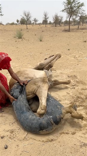 بعد رحلة طويلة وشاقة، يسقط جمل على الأرض ويجد السلام! 🐫