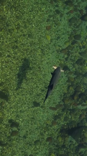 Catching the Legendary 100cm Wild Brown Trout