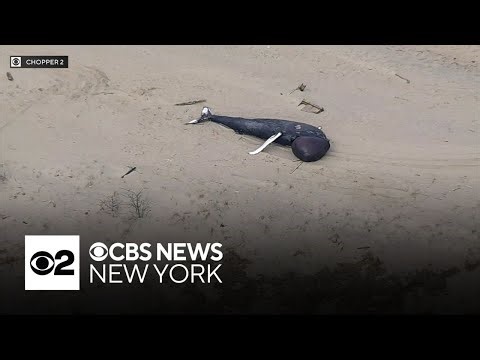Whale that washed ashore in N.J. may have been hit by vessel, officials say