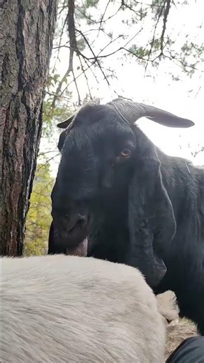 . Easy Goat Farming Ideas for Beginners 77 #goat #ajnk100 #agrobusiness