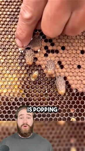 Why Beekeepers Destroy Queen Cells