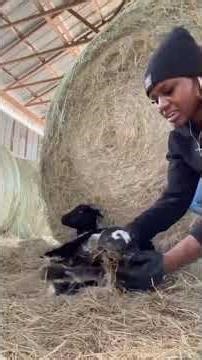 The most beautiful birth of a baby goat!!! #babygoats #horselife #farmlife #proudmoment Foundation