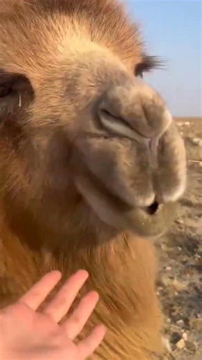 Caught Red-Pawed: My Village Dog's Adorable 'I Didn't Do It' Face After Eating Grass Will Melt Your
