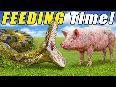 Feeding Our HUGE ANACONDA!!
