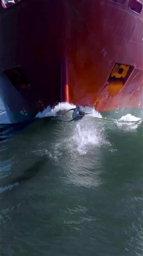 Why Do Dolphins Swim in Front of Ships? 🐬🚢 #shorts