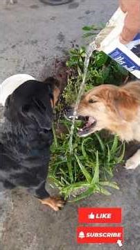 Rottweiler ( zara ) goldenretriever &Beagle playing for fitness #shorts #dogs #play #pets